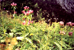 Alpenblumen